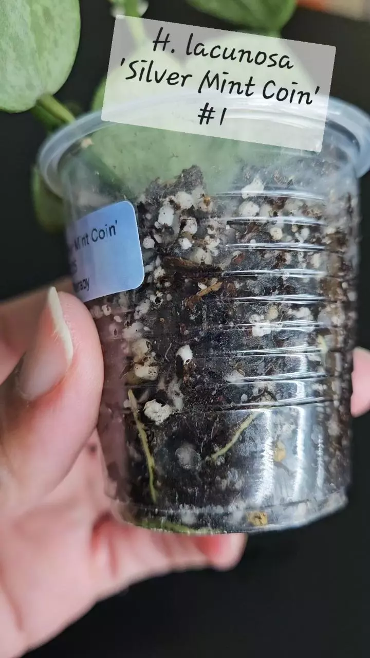 plant/Hoya lacunosa 'Silver Mint Coin' #1-4