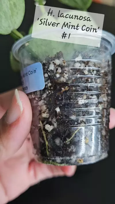 plant/Hoya lacunosa 'Silver Mint Coin' #1-4-thumbnail