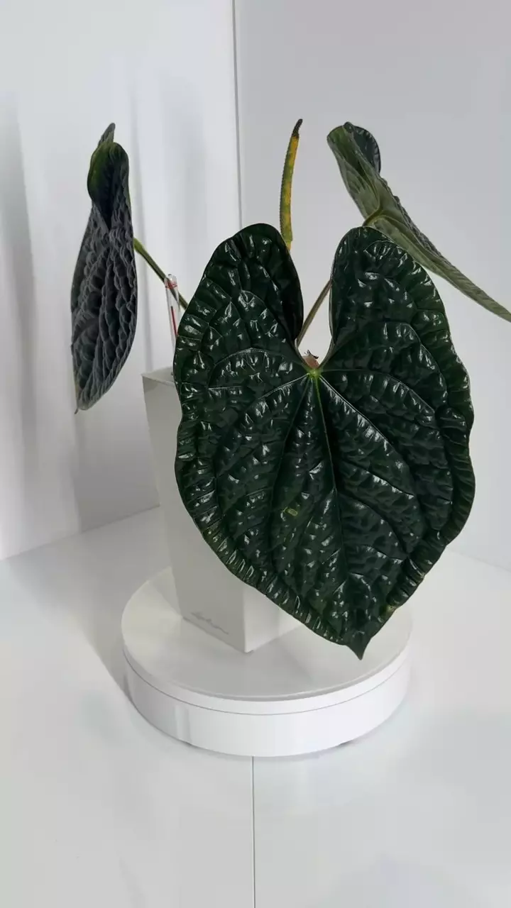 plant/XL Dark Anthurium Luxurians Black-0