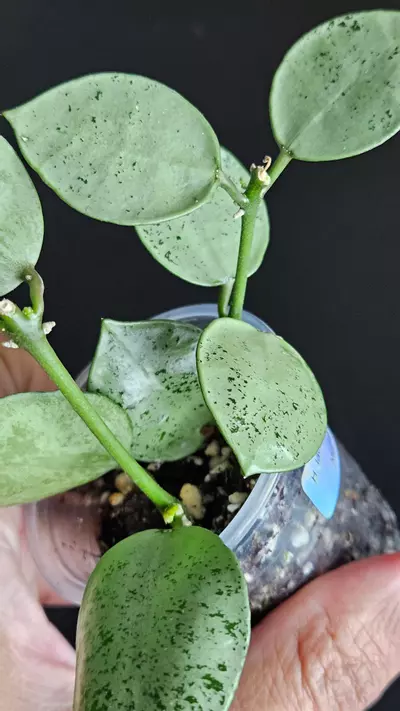 plant/Hoya lacunosa 'Silver Mint Coin' #1-2-thumbnail