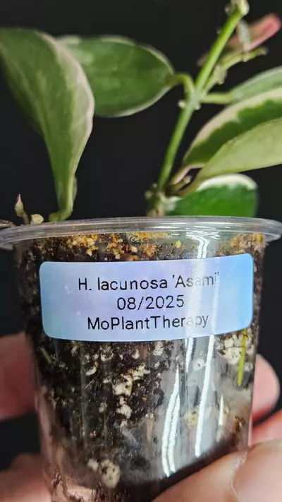 plant/Hoya lacunosa 'Asami'  #2-3-thumbnail