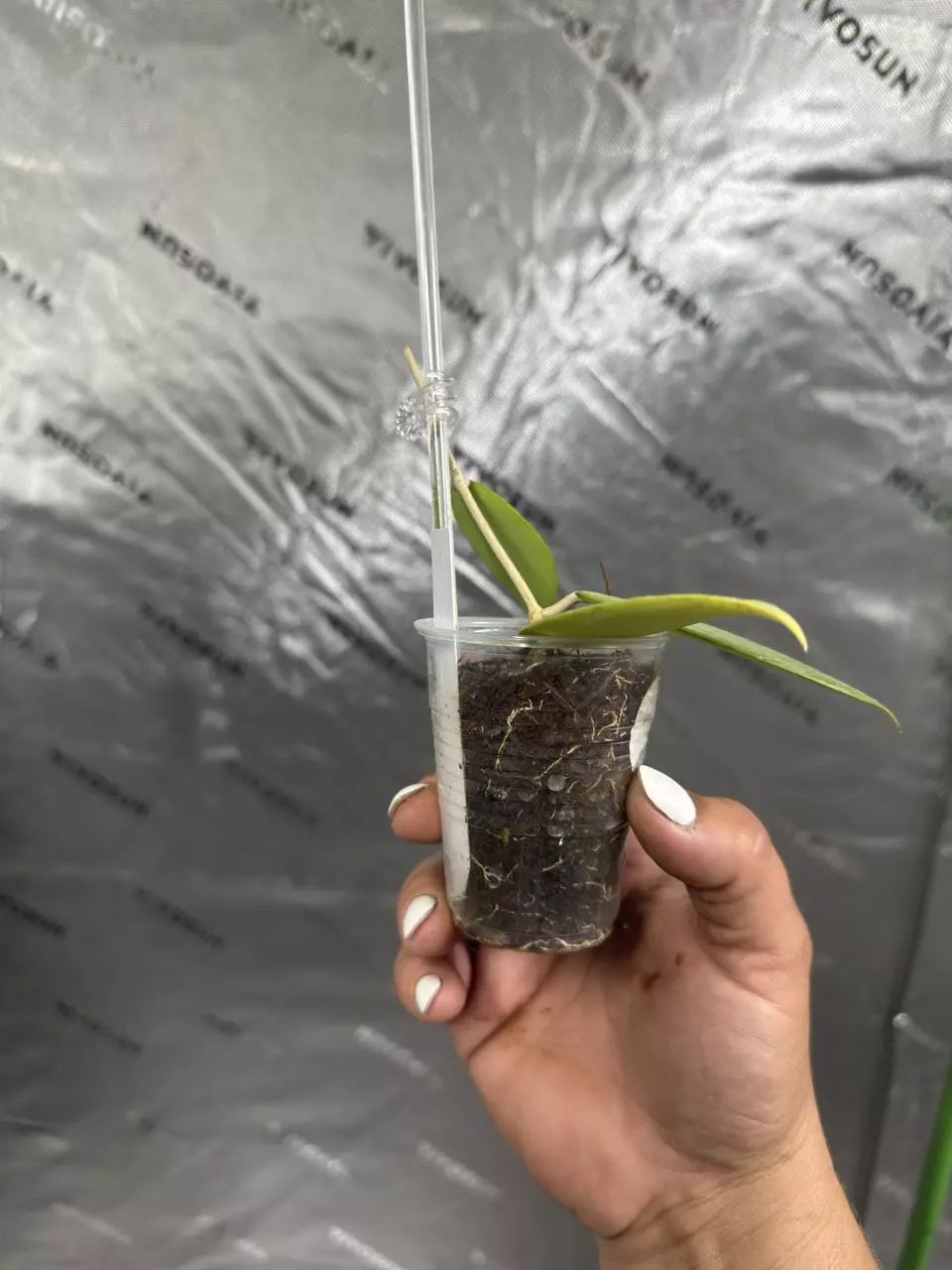 plant/0101 Hoya Cinnamomifolia var Jawa 2.5”-1