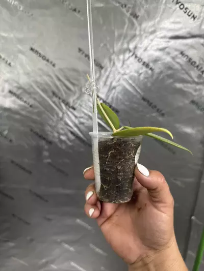 plant/0101 Hoya Cinnamomifolia var Jawa 2.5”-1-thumbnail