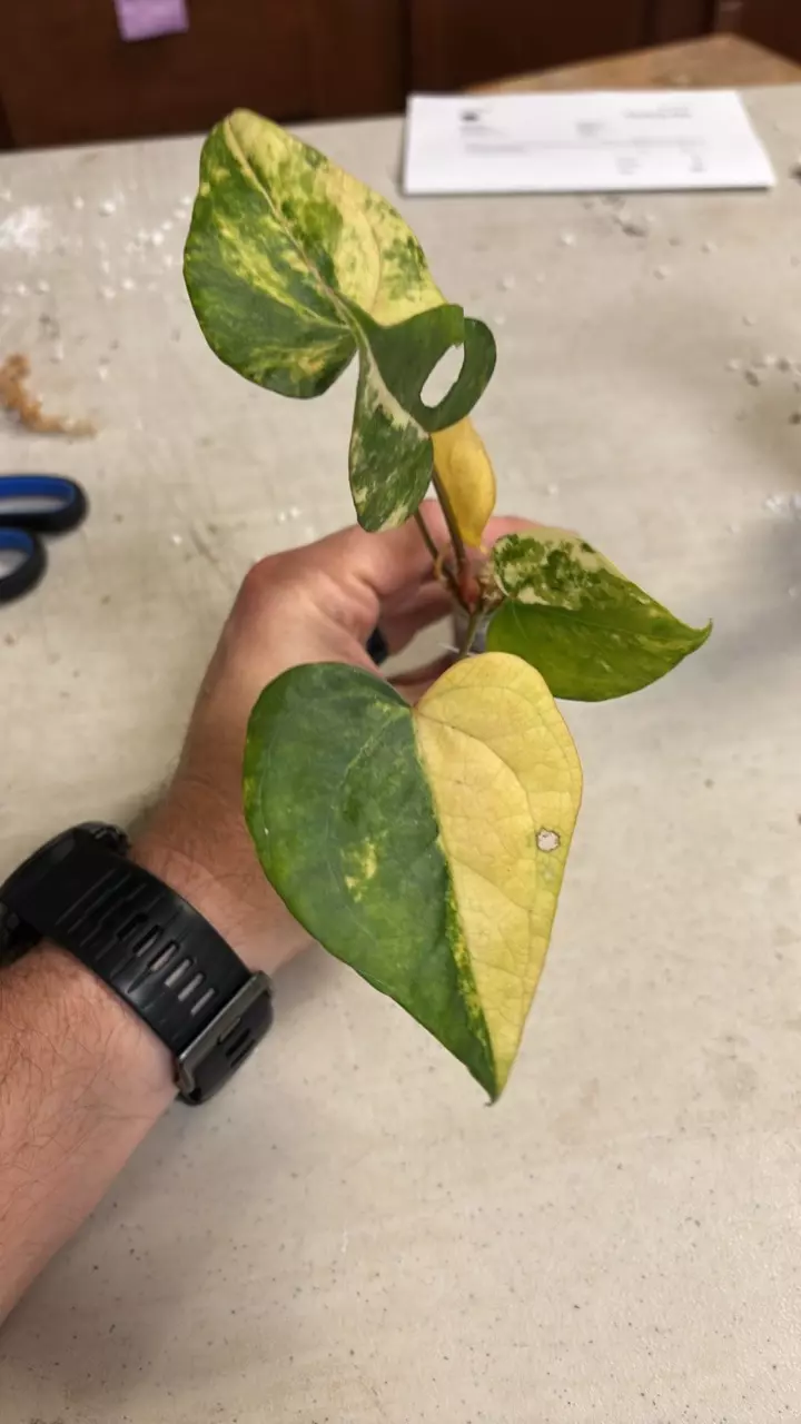 plant/Ptero x Calri var-0
