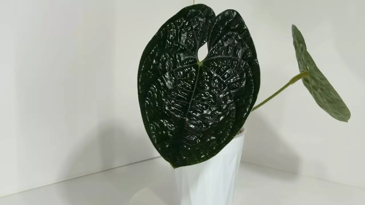 plant/Black Luxurians in Cataphyll-0
