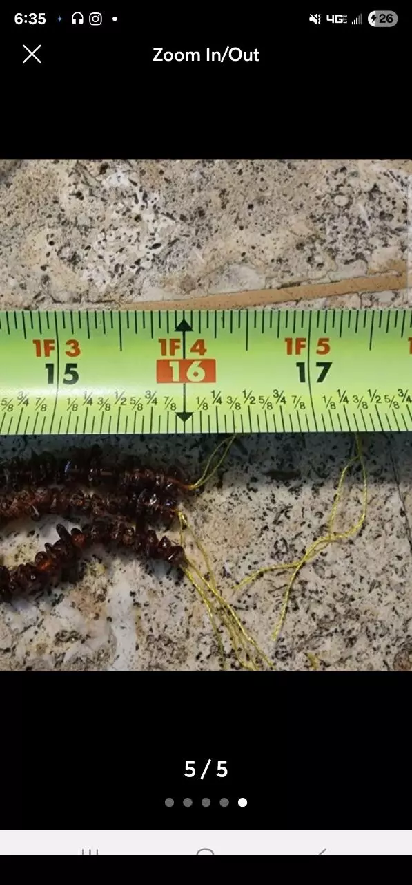 plant/Amber Strand-4