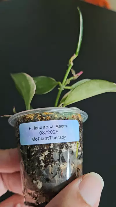 plant/Hoya lacunosa 'Asami'  #2-4-thumbnail