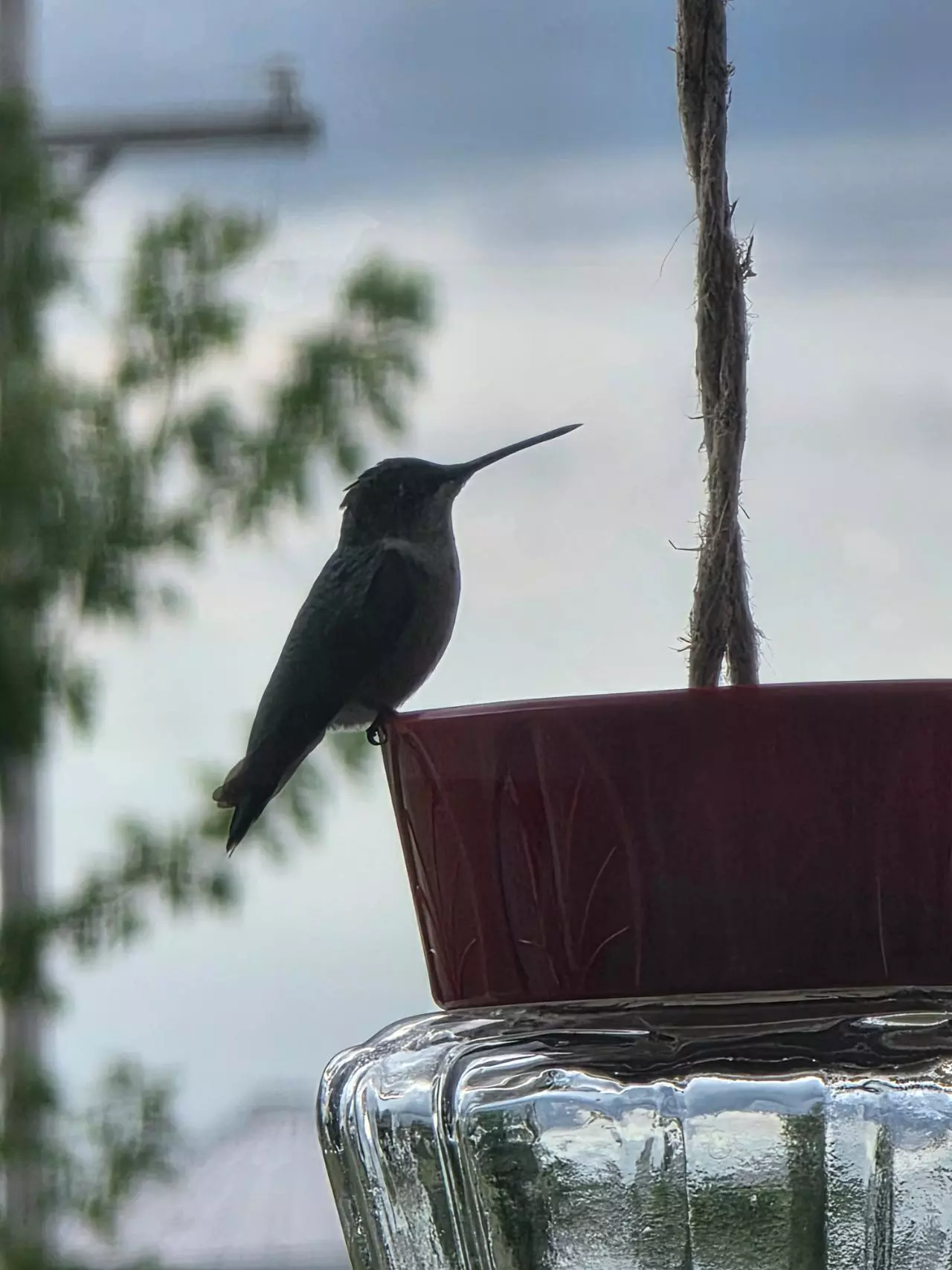 plant/Insulation add on-0