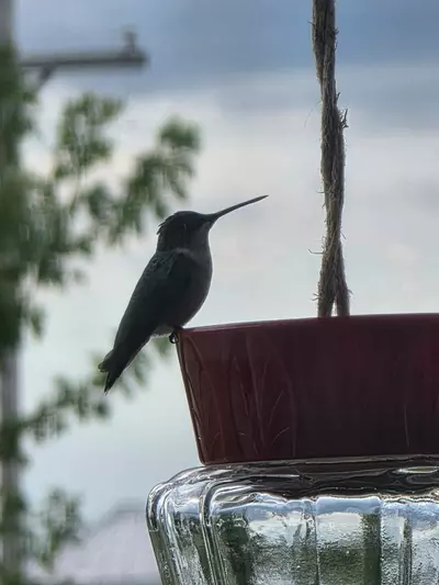 plant/Insulation add on-0-thumbnail