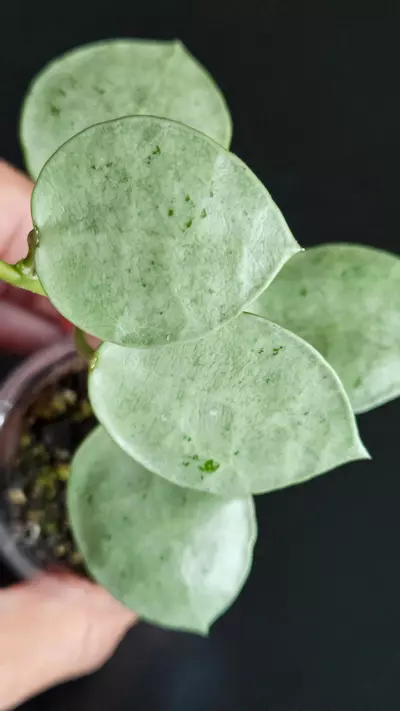 plant/Hoya lacunosa 'Silver Mint Coin'-0-thumbnail