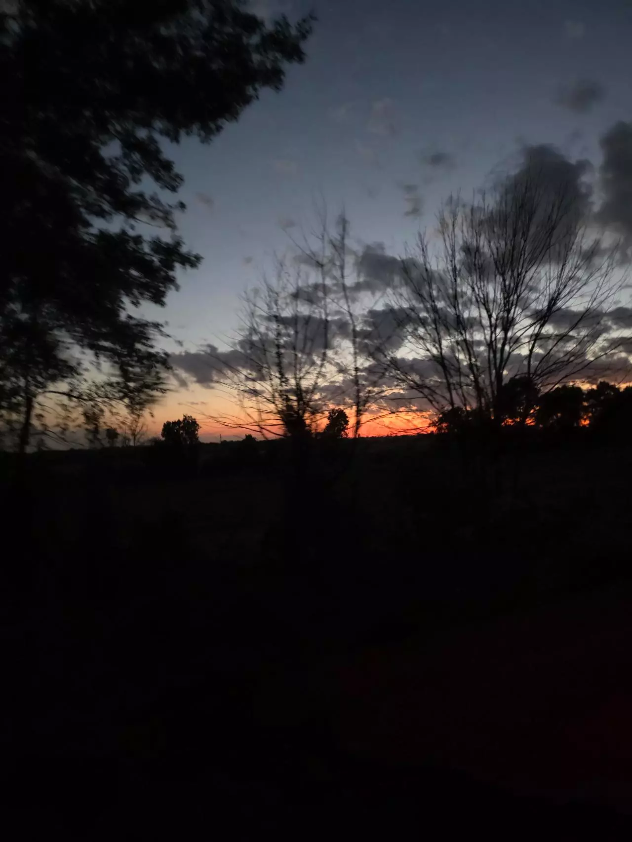 plant/UPS 2 day ship-0