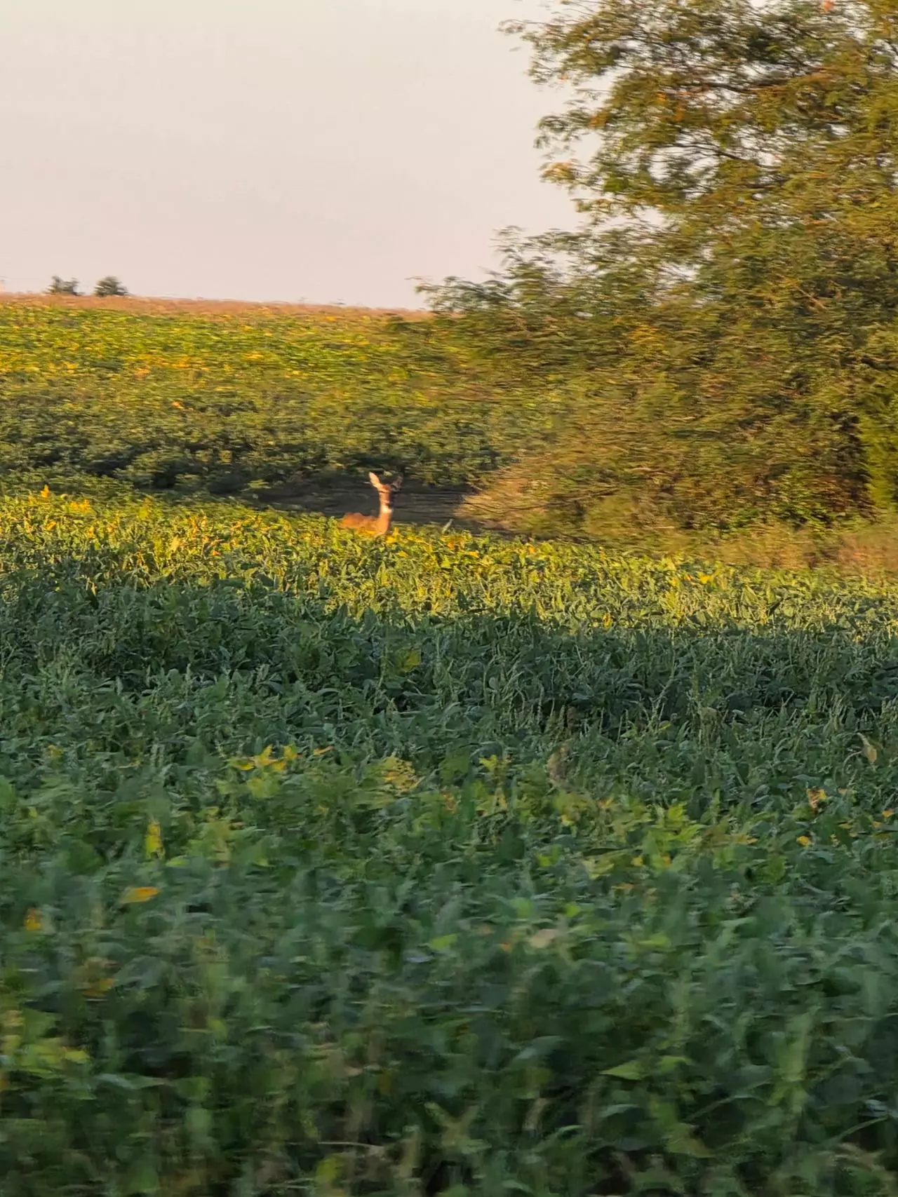 plant/3 day UPS shipping-0