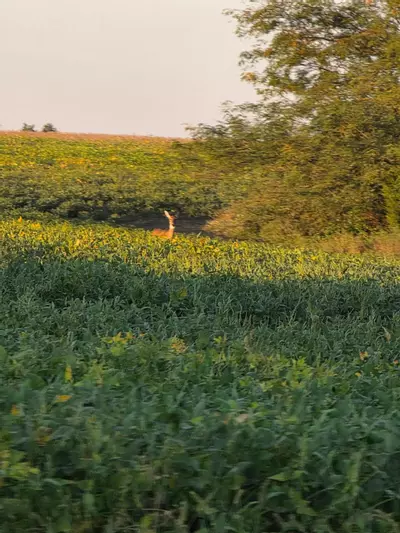 plant/3 day UPS shipping-0-thumbnail