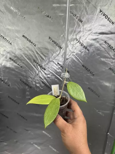 plant/0101 Hoya Cinnamomifolia var Jawa 2.5”-0-thumbnail