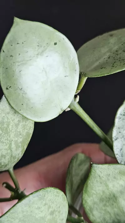 plant/Hoya lacunosa 'Silver Mint Coin' #1-1-thumbnail