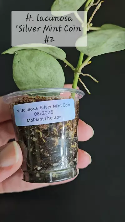 plant/Hoya lacunosa 'Silver Mint Coin'-1-thumbnail