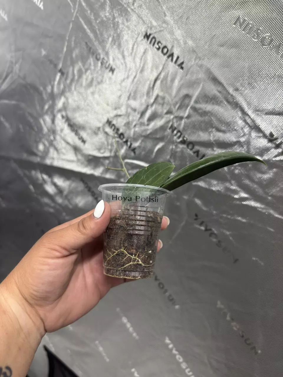 plant/0094 Hoya Pottsii 2.5”-1