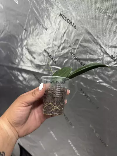 plant/0094 Hoya Pottsii 2.5”-1-thumbnail