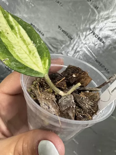 plant/0098 Hoya Macrophylla Pot Of Gold 2.5”-1-thumbnail