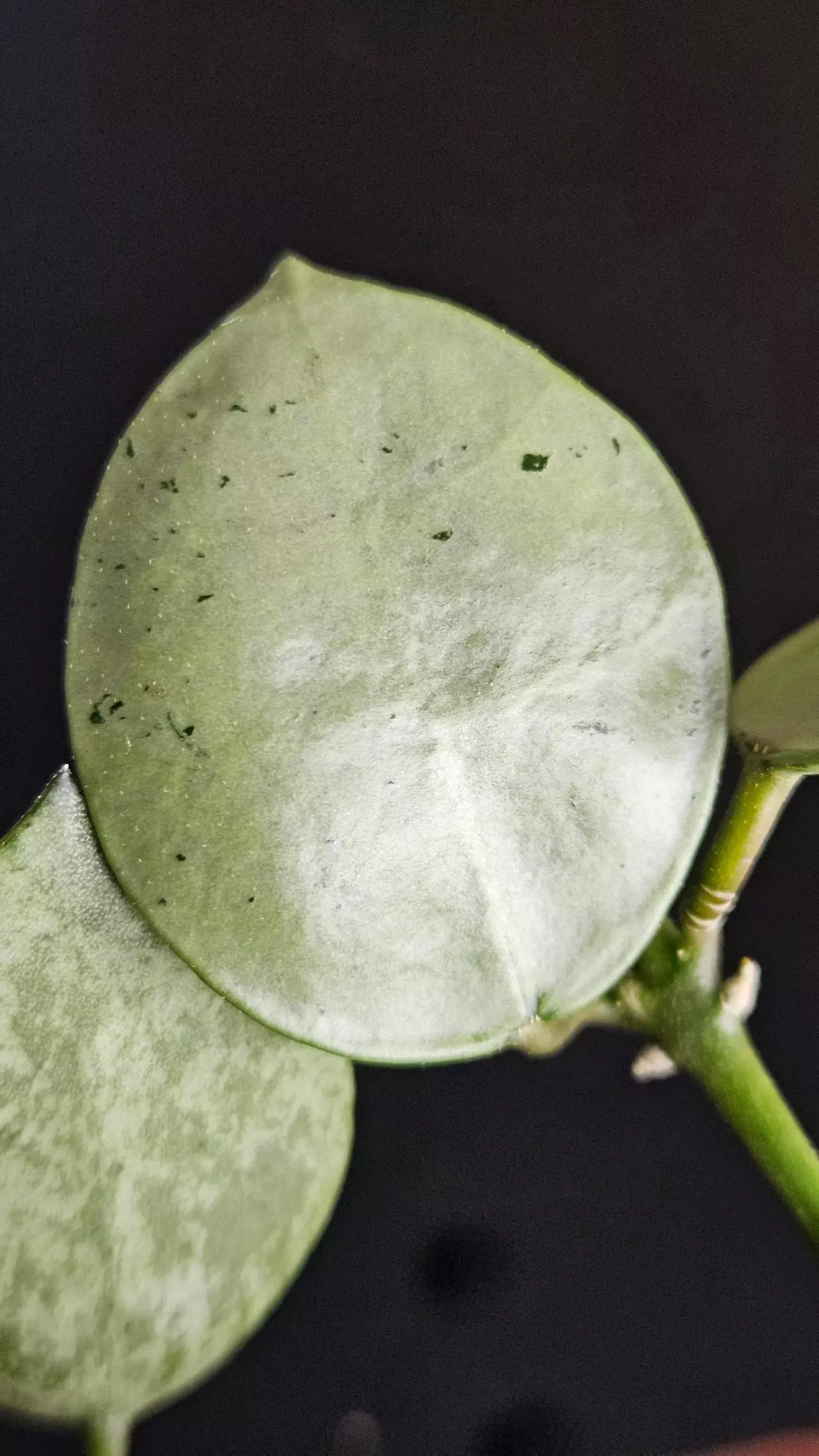 plant/Hoya lacunosa 'Silver Mint Coin' #1-0
