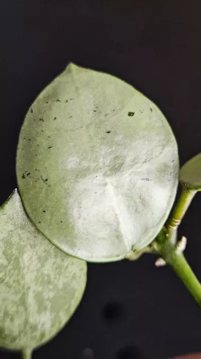 plant/Hoya lacunosa 'Silver Mint Coin' #1-0-thumbnail