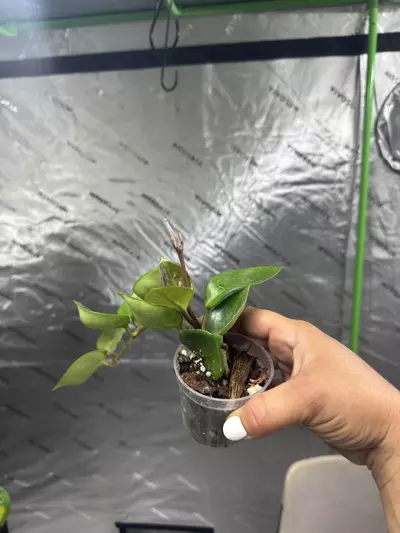 plant/0100 Hoya Carnosa Chelsea 2.5”-0-thumbnail