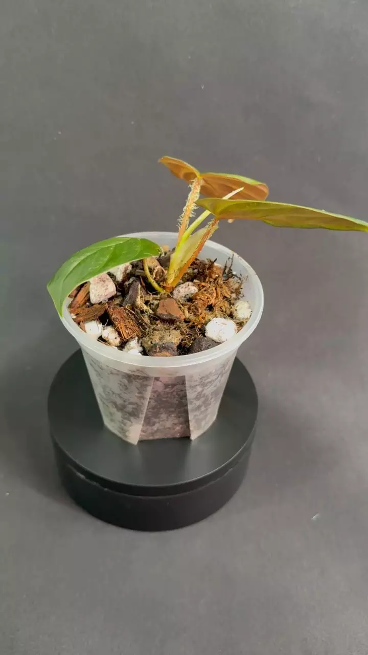 plant/Philodendron Verrucosum Titanium-1