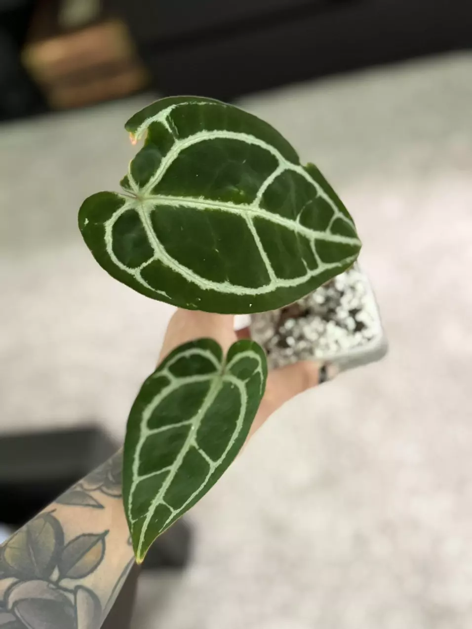 plant/Crystallinum Dark Form-1