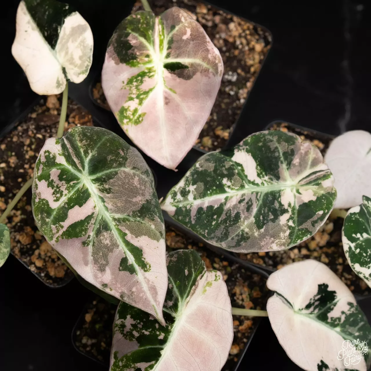 plant/Alocasia Black Velvet pink variegated *Grower’s Choice*-0