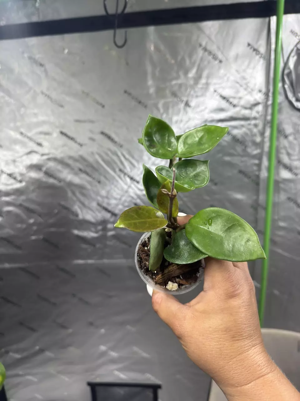 plant/0100 Hoya Carnosa Chelsea 2.5”-1