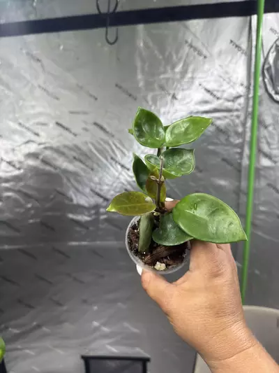 plant/0100 Hoya Carnosa Chelsea 2.5”-1-thumbnail