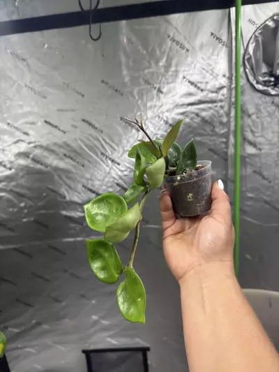 plant/0100 Hoya Carnosa Chelsea 2.5”-2-thumbnail