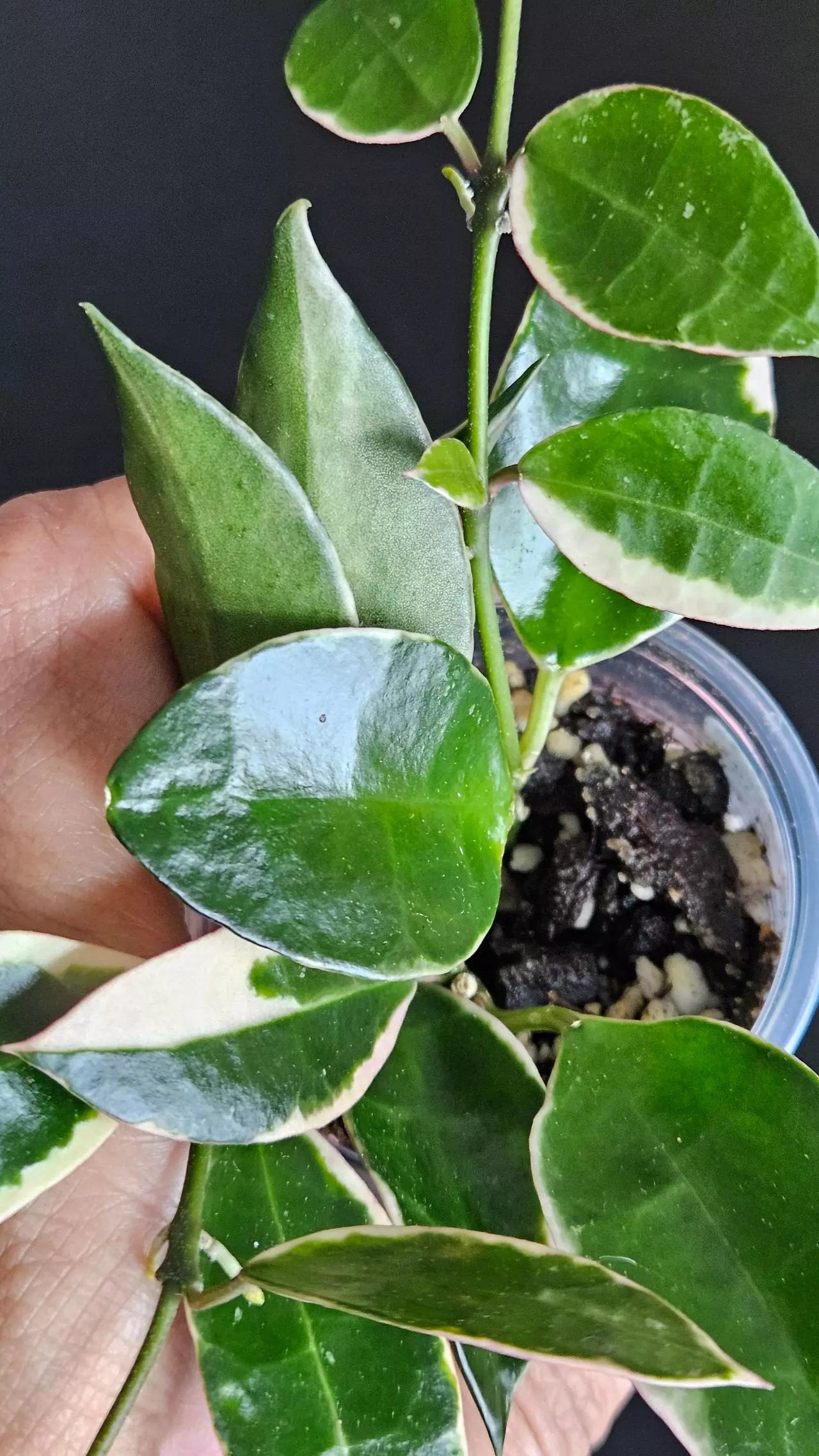 plant/Hoya lacunosa 'Asami'  #2-0