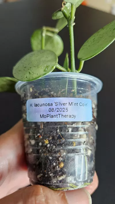 plant/Hoya lacunosa 'Silver Mint Coin' #1-3-thumbnail