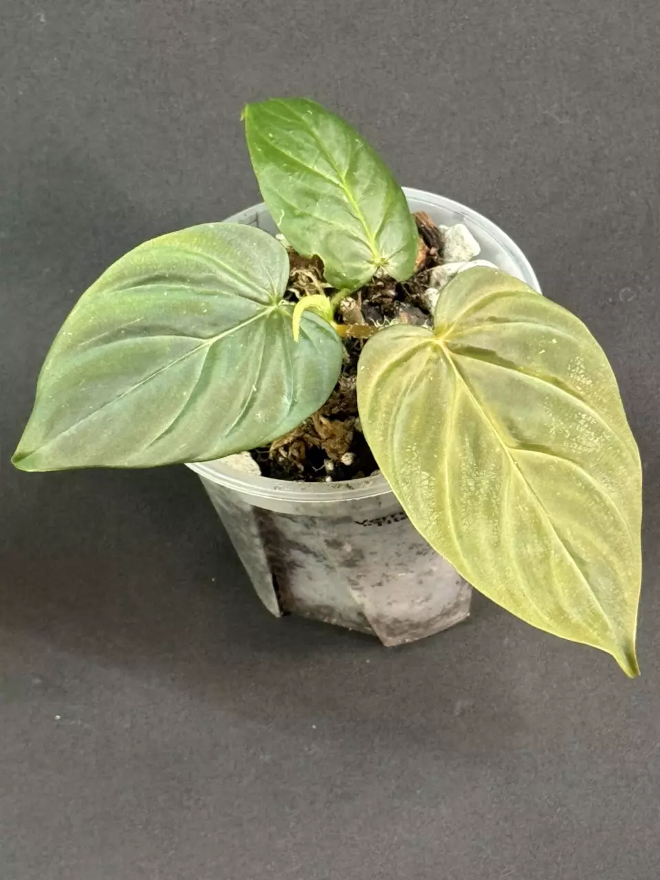 plant/Philodendron Verrucosum Titanium-0
