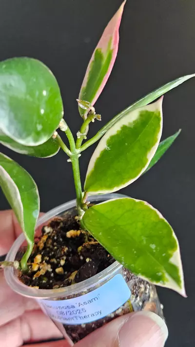 plant/Hoya lacunosa 'Asami'  #2-1-thumbnail
