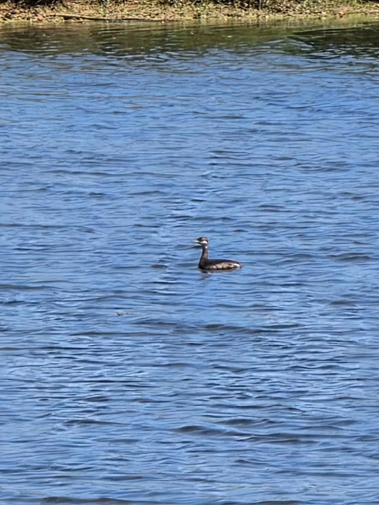 plant/Next day UPS-0