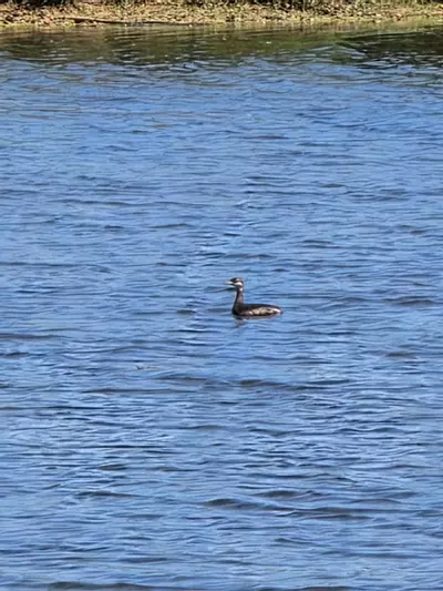 plant/Next day UPS-0-thumbnail