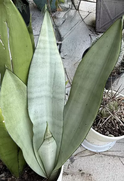 plant/Snake Plant (Dracaena trifasciata
'Moonshine')-0-thumbnail