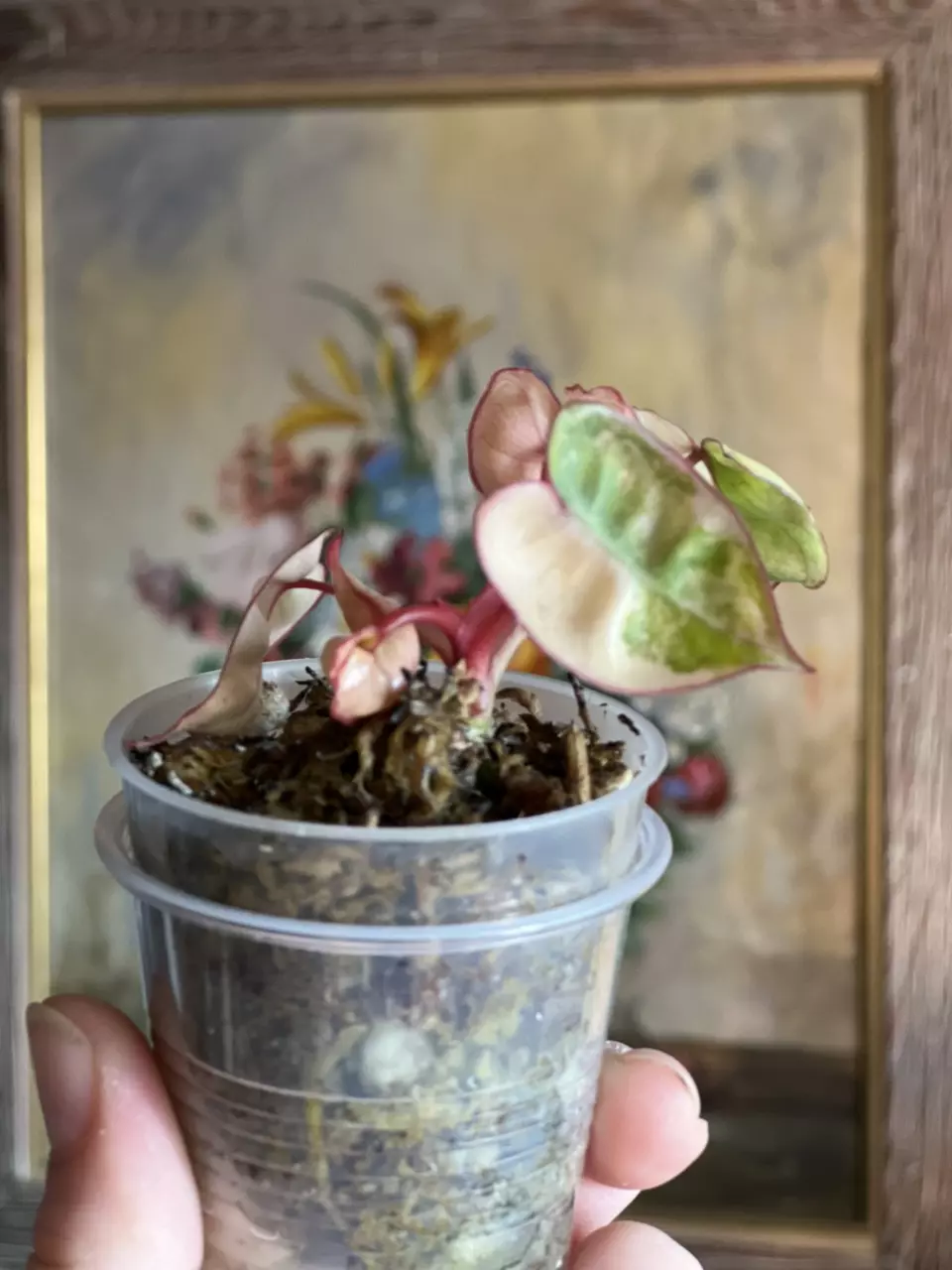 plant/Philodendron Billietiae Variegated Billie Variegated-1