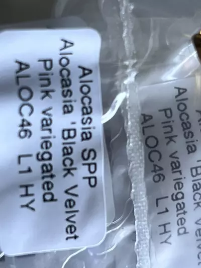 plant/Alocasia Pink Black Velvet | Rare TC Plantlet | Jewel Alocasia | sellers choice-1-thumbnail