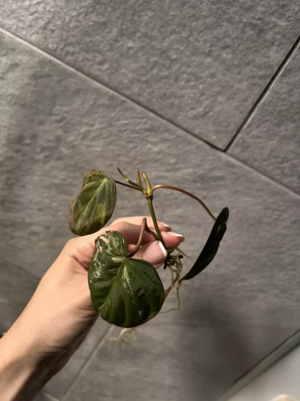 plant/Reverted Micans Aurea cutting-3