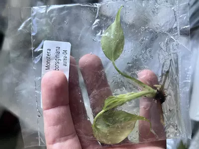 plant/Monstera Aurea | Rare Tissue Culture Plantlet | sellers choice-3-thumbnail