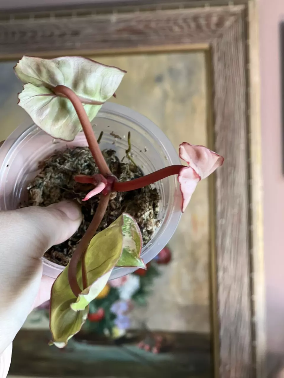 plant/Philodendron Billietiae Variegated Billie Variegated-1