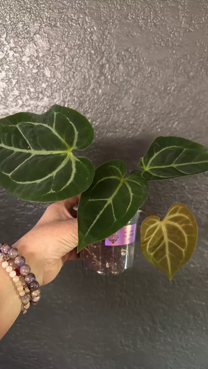 plant/Anthurium Velvet Moira-0