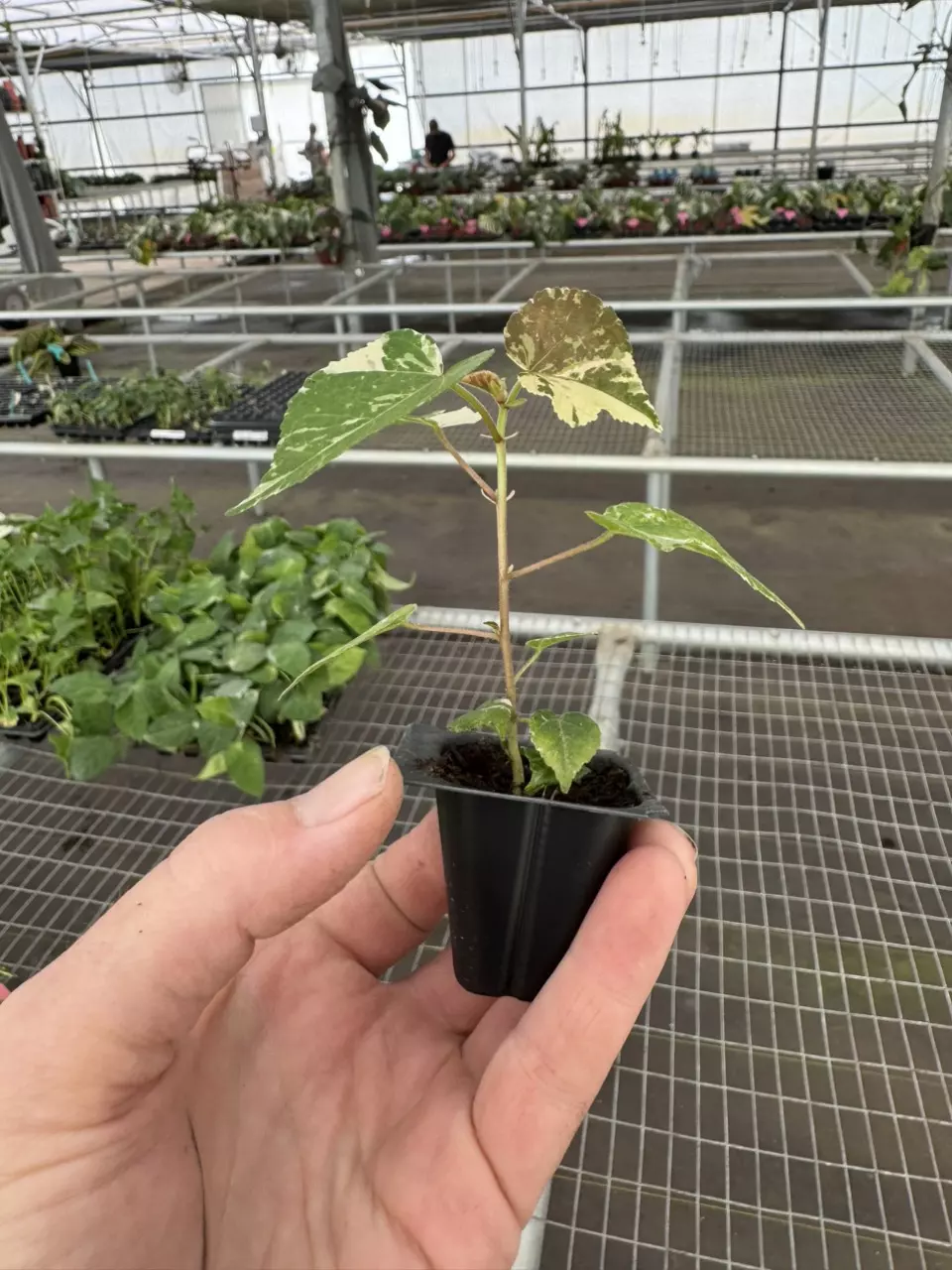 plant/Variegated tiliaceus hibiscus starter plant growers choice-7