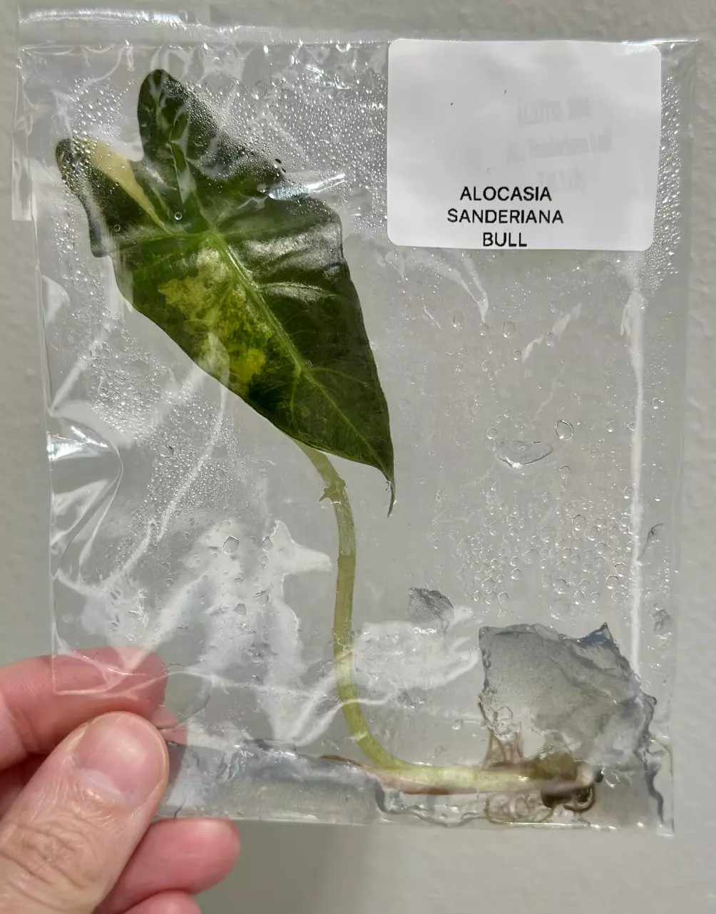 plant/AUREA SANDERIANA BULL ALOCASIA TC - SELLER’S CHOICE-0