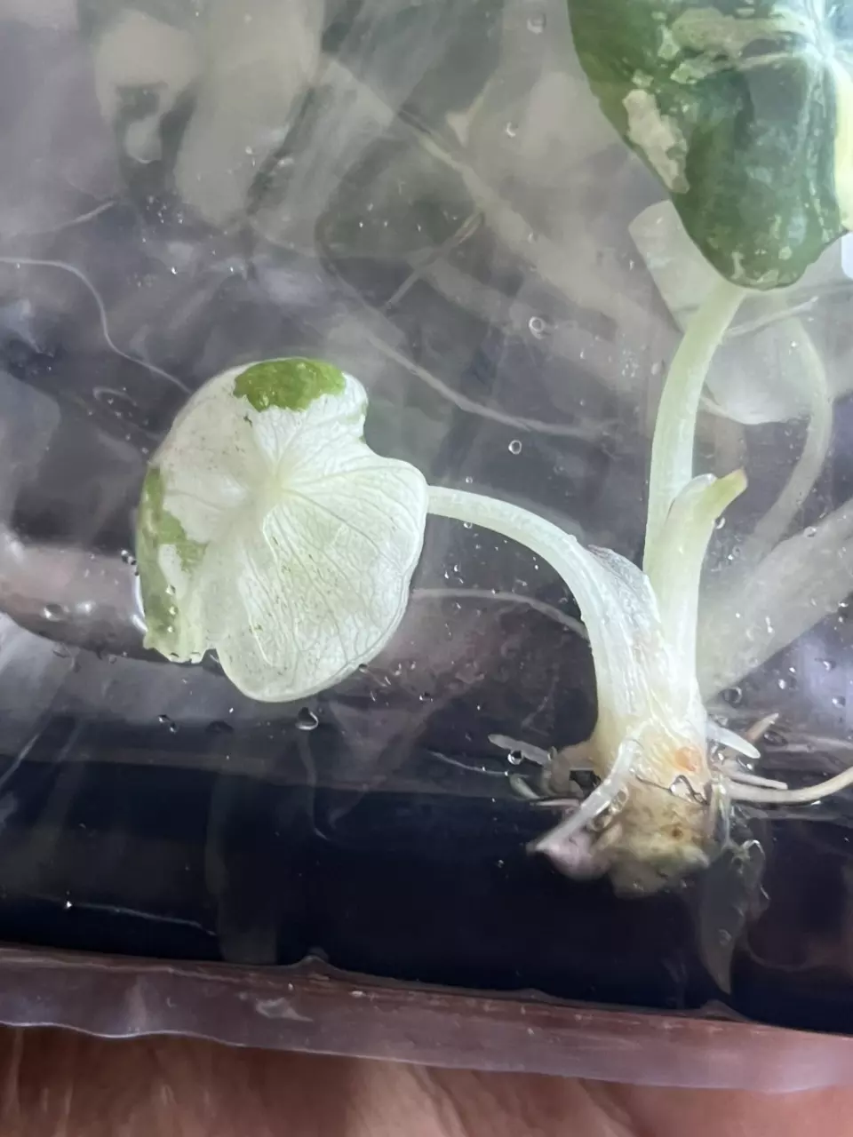 plant/Alocasia Pink Black Velvet | Rare TC Plantlet | Jewel Alocasia | sellers choice-0