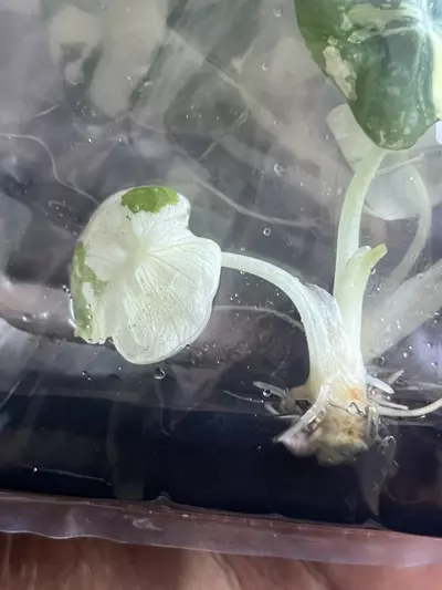 plant/Alocasia Pink Black Velvet | Rare TC Plantlet | Jewel Alocasia | sellers choice-0-thumbnail