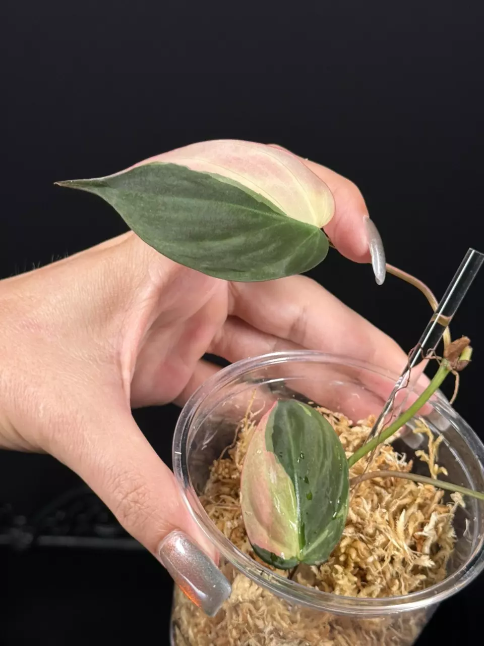plant/Philodendron ‘true’ Pink Micans-8
